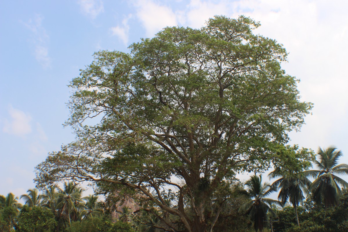 Terminalia arjuna (Roxb. ex DC.) Wight & Arn.